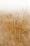 Close up of grass on a field on a misty morning