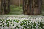 Low angle view of a field covered in wood anemone (Anemone Nemorosa). Shallow focus