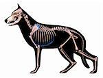 German shepherd skeleton on a black silhouette.