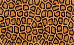 abstract texture of leopard fur