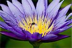 purple lotus and bee