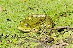 frog in pond. nature wildlife
