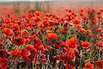 Fields of poppies in the tuscany region in italy