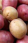 Red and white organic potatoes. Shallow dof