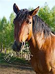 wonderful brown horse eathing straw