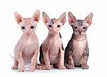 Sphynx kittens with white background .