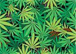 The green hemp, cannabis leaf background texture