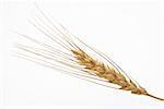 Wheat ear