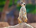 young meerkat, monitors the security photo