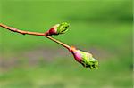 green buds on stem of spring tree macro