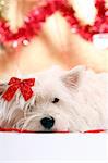 White puppy with red bow.