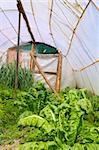 Home garden chard vegetables in family greenhouse Spain