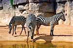 three zebras at the watering photo