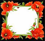 Poppy Floral Frame