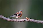 A Male Chaffinch Perching On A Tree Branch