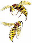Hornet or wasp, in two poses, vector illustration