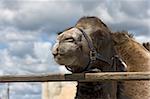 camel in the open-air cage on  farm