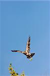 Wild Immature Bald Eagle Taking Off