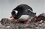 black and white penguin on the rocks in Antarctica