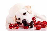 Beautiful Labrador retriever playing with Christmas balls, isolated on white background