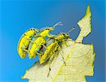 Three weevil beetle (Coleoptera, Curculionidae) on a leaf of tree against the blue sky.