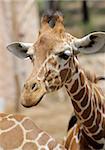 Giraffe at the zoo, head close-ups.