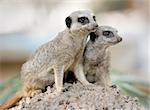 Suricata, small carnivorous mammals, a pair of observers around the hole in the zoo.