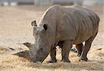 Thick-skinned and big, white rhinoceros in a zoo.