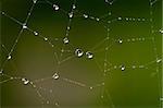 Drops of dew on the web in the early morning