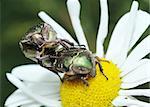 Mating bugs rose chafer (Cetonia aurata) on a flower.