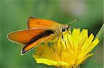Small bright orange butterfly Large Skipper (Ochlodes sylvanus).