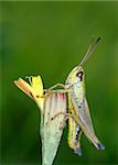 Grasshopper on a flower in a meadow