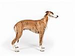 An image of a beautiful whippet dog on white background