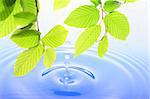 green leaf and water drop showing spa zen or wellness concept