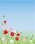 an illustration of red pink and white poppies growing wild on a green and blue background