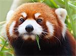 The Red Panda, Firefox or Lesser Panda (taxonomic name: Ailurus fulgens, "shining cat")