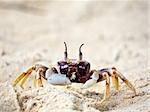 CuTe crab close-up on the tropical beach