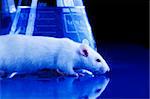 Experimenting on animals. Rat in laboratory on blue table