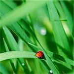 Red spotted Ladybird among green grass (selective focus on ladybird back)