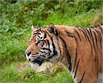 Sumatran tiger