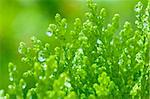 waterdrop on green plant