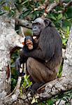 Chimpanzee with a cub on mangrove branches. Mother-chimpanzee sits and holds on hands of the kid.