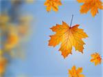 Falling wilted leaf against a out of focus tree branch. EPS 8 vector file included