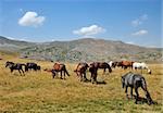 Horses from the mountain from Macedonia