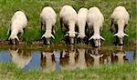 Sheep on the Bistra mountain drinking water on the glacier lake