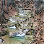 Autumn forest stream