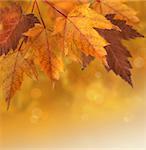 Autumn maple leaves with shallow focus background