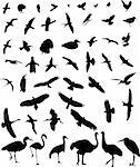 50 high quality bird silhouette - vector