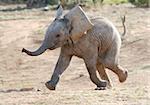 Excited baby African elephant running to a waterhole