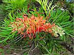 Red flower of the Grevillea plant native to Australia